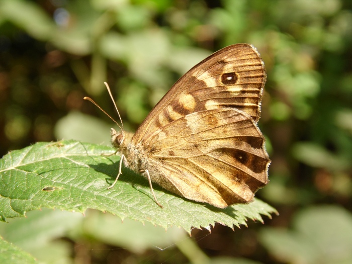 Lepidotteri del Parco del Roccolo